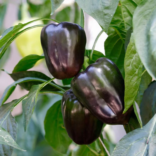 Hybrid Seeds  (ہائی بریڈ بیج)